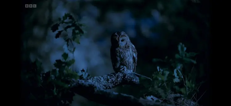 Tawny owl (Strix aluco sylvatica) as shown in Wild Isles - Our Precious Isles
